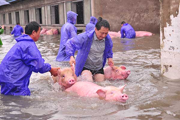 Animals run for freedom during flood