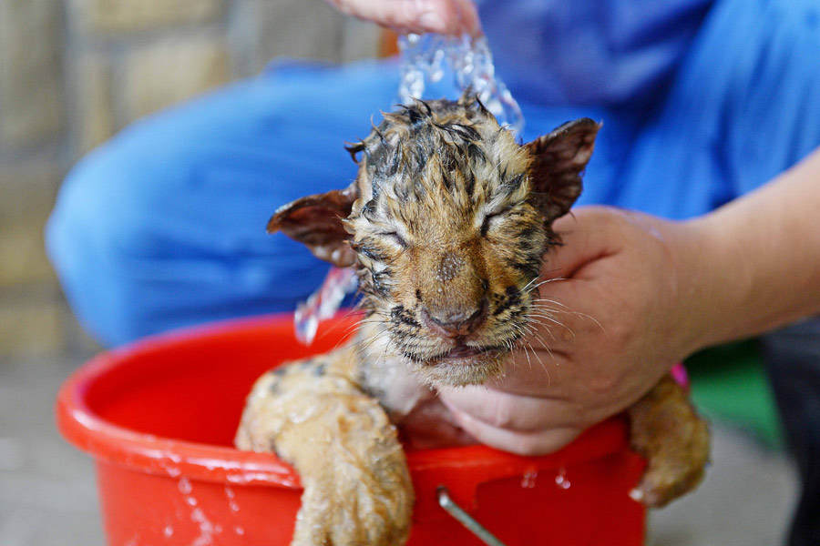 Staying cool at the zoo amid Shanghai heat wave