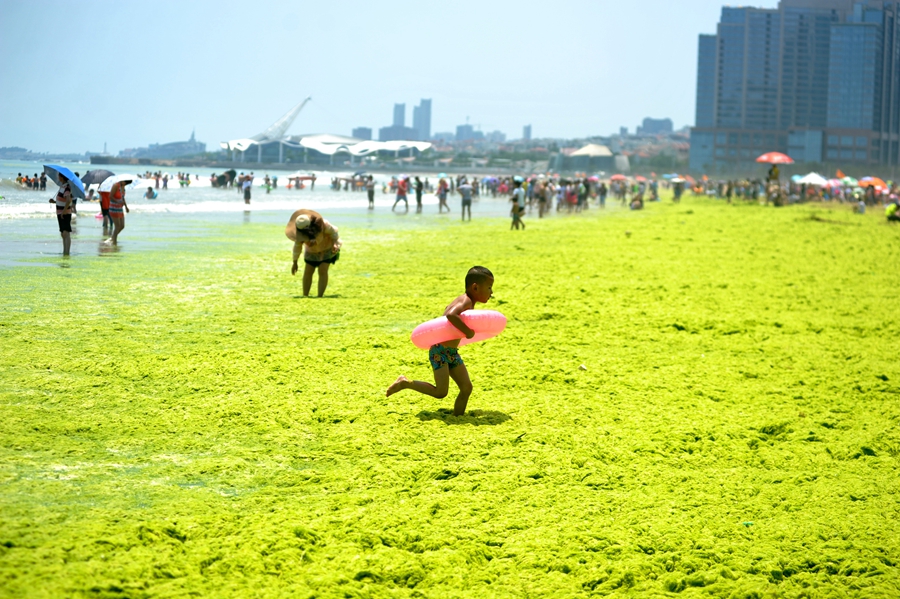 Large amount of sea grass besieges Qingdao