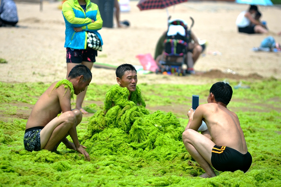 Large amount of sea grass besieges Qingdao