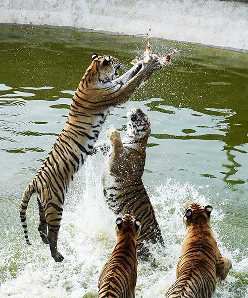 Siberian tigers endure the heat of summer