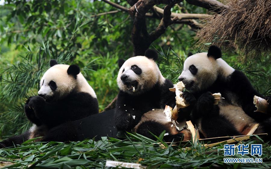 The world's only surviving panda triplets weaned from milk