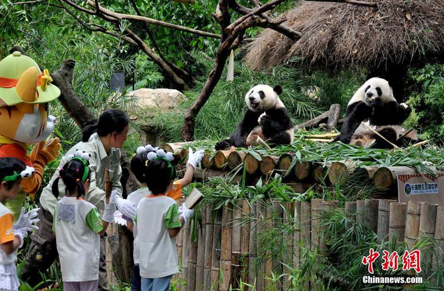 The world's only surviving panda triplets weaned from milk