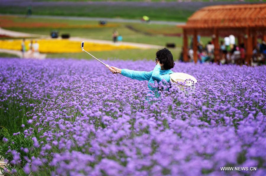 Lavender field attracts visitors in NE China