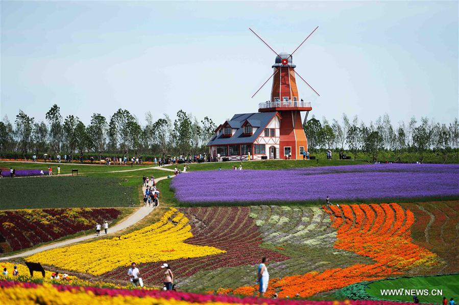 Lavender field attracts visitors in NE China