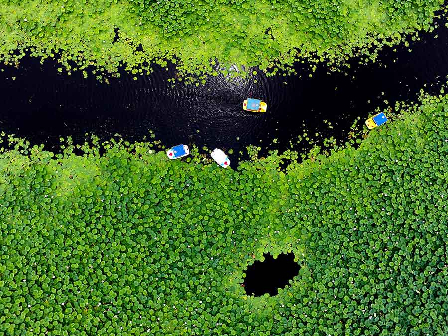 Stunning aerial views of a serene lotus lake