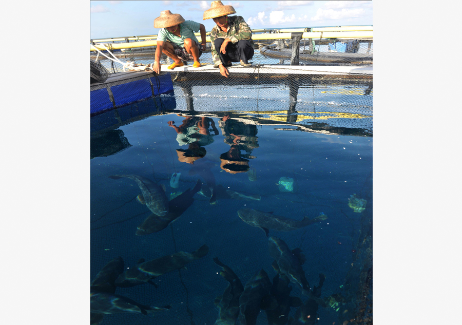 Commercial fish cultured at farm in Meiji Reef of South China Sea