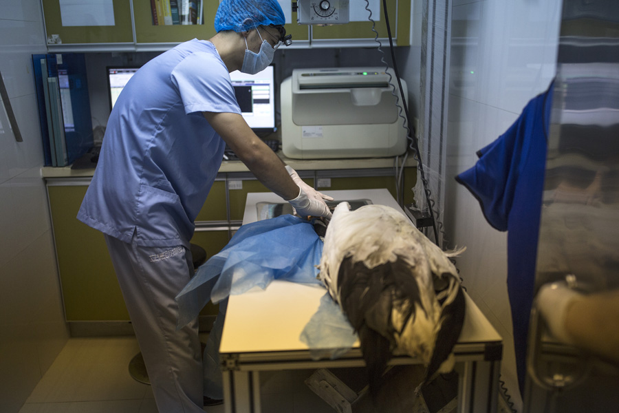 3D-printing helps red-crowned crane get new beak