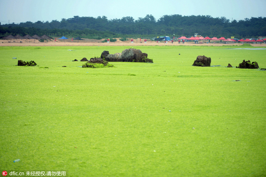 Green algae invades Qingdao beaches