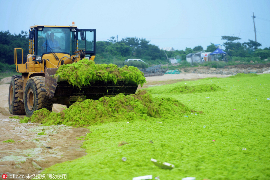Green algae invades Qingdao beaches