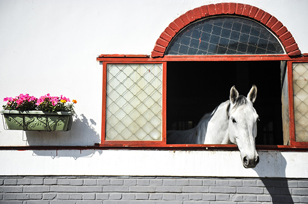 Equestrianism gains currency in China