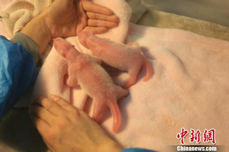 Olympics mascot panda gives birth to twins, again