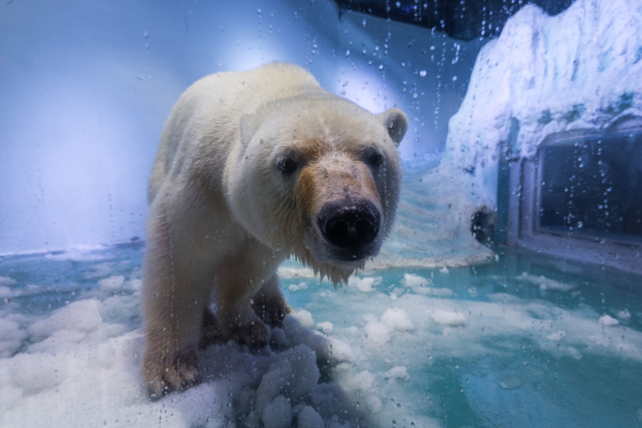 'World's saddest polar bear' exhibited in Chinese shopping mall