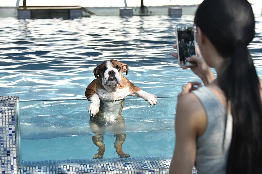 Dogs enjoy the cool summer under water