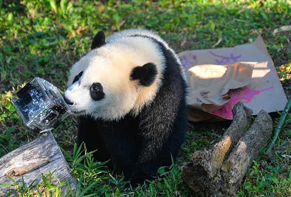 Young panda celebrates first birthday