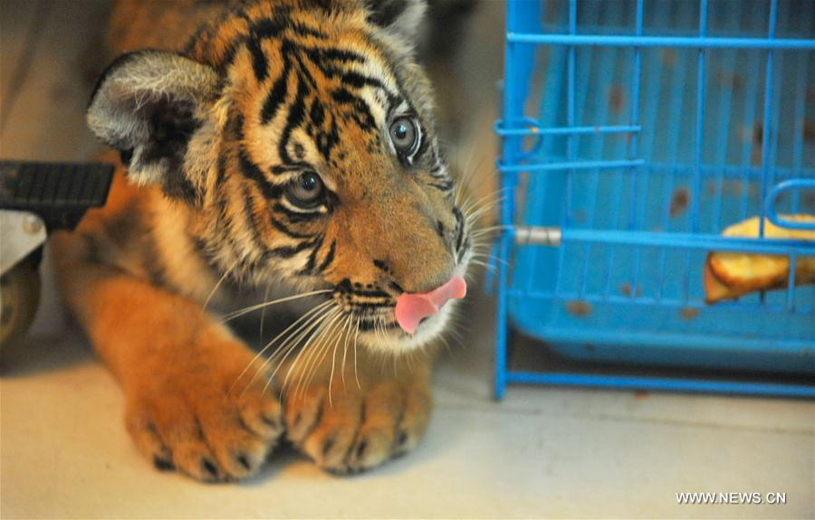 Twin South China tiger cubs born at Nanchang Zoo