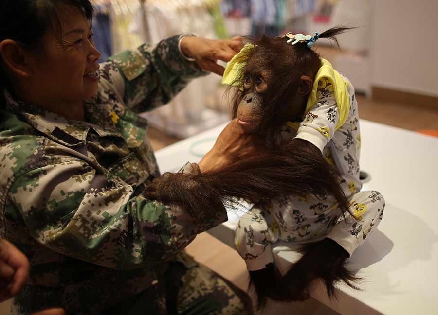 Orangutan goes shopping