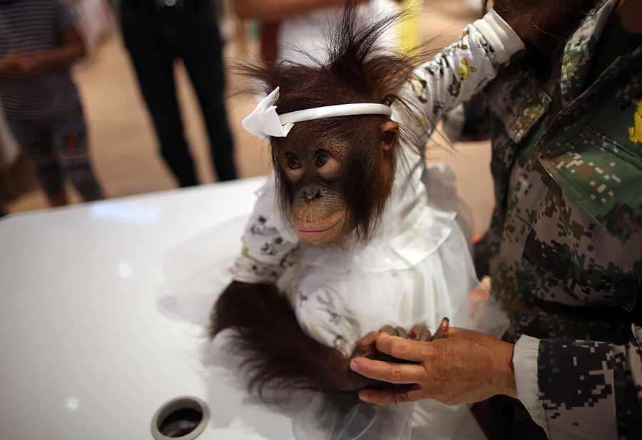 Orangutan goes shopping