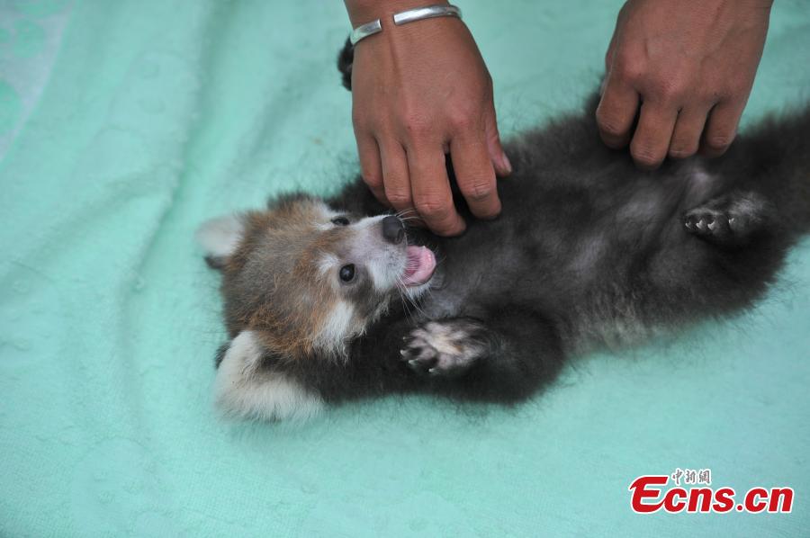 Zoo breeds red panda in captivity