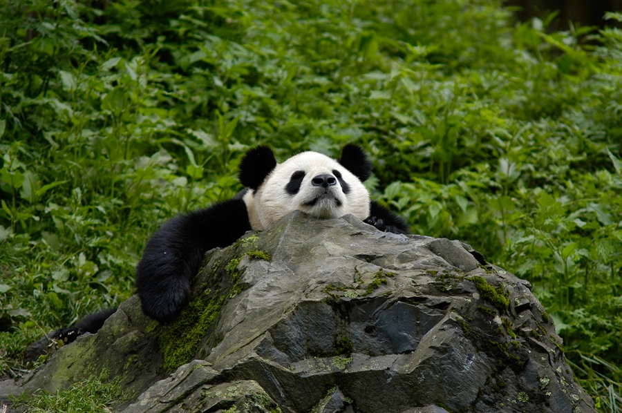 Giant panda no longer endangered - WWF