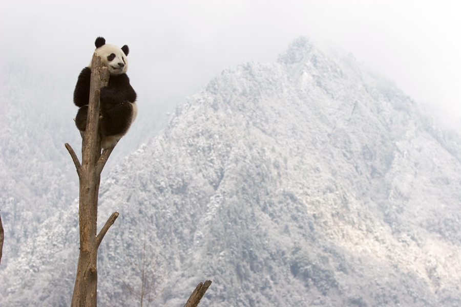 Giant panda no longer endangered - WWF