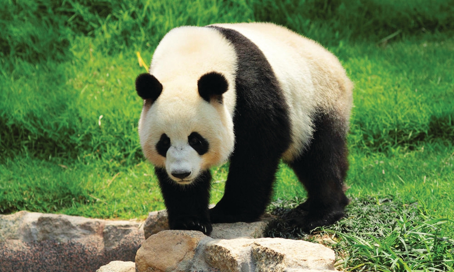 Giant panda no longer endangered - WWF