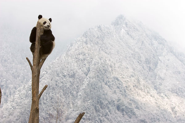 China concerned over downgrade of panda's conservation status