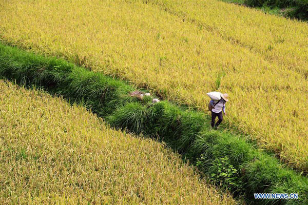 Scientists' discover genetic basis for rice hybrid performance