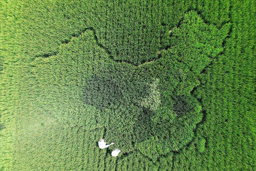 Elderly man creates map of China with colorful rice in Shanghai