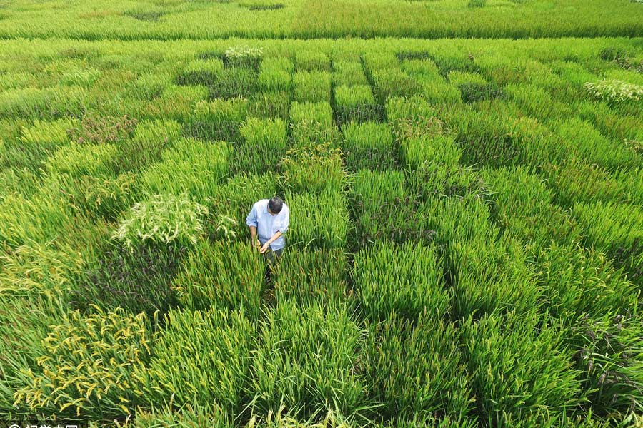 Elderly man creates map of China with colorful rice in Shanghai