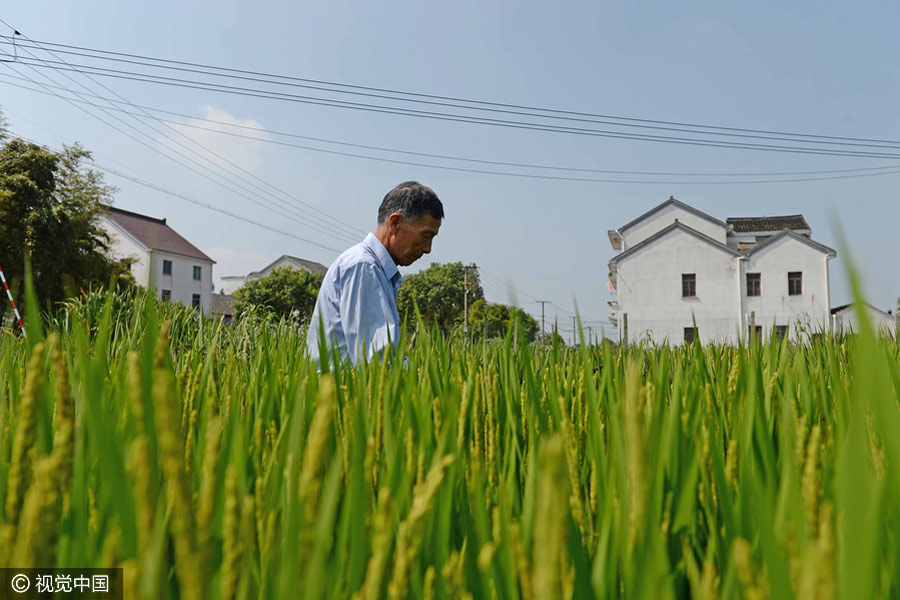 Elderly man creates map of China with colorful rice in Shanghai