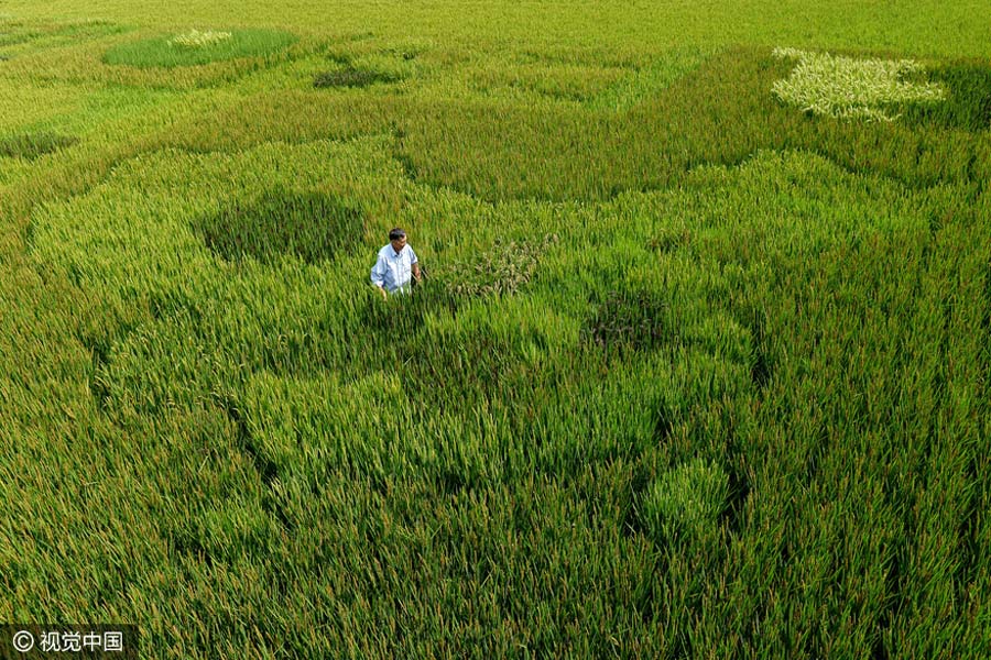 elderly man creates map of china with colorful rice in shanghai