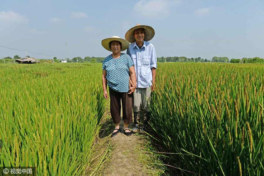 Elderly man creates map of China with colorful rice in Shanghai