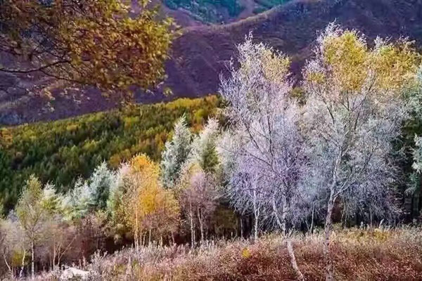 Picturesque Chongli bursts into autumn colors