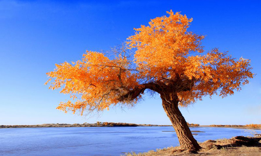 Scenery of populus euphratica forest in Inner Mongolia