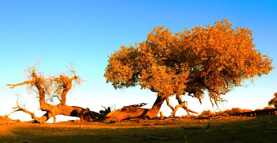 Scenery of populus euphratica forest in Inner Mongolia