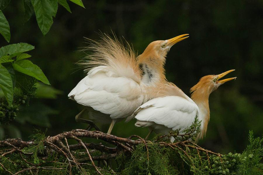 Egrets seen in East China