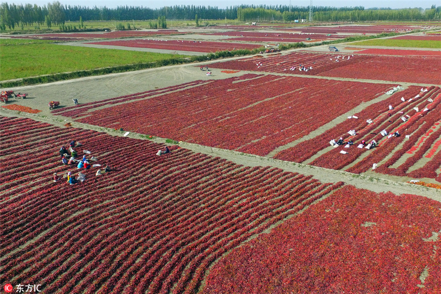 Harvesting bright red chilies in Xinjiang