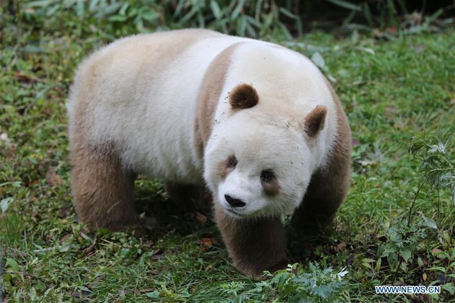 Qizai, rare brown giant panda in China