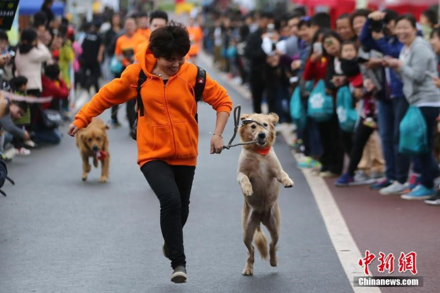 Four-legged animals turn two-legged sprinters