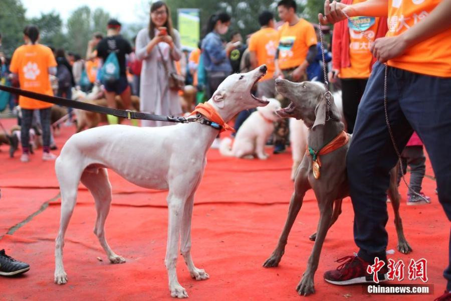 Four-legged animals turn two-legged sprinters