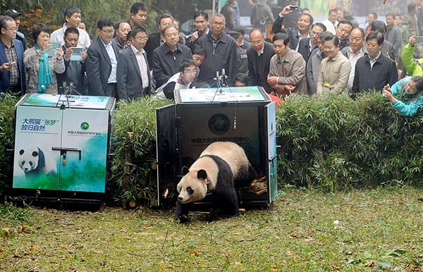 Captive female pandas released into the wild
