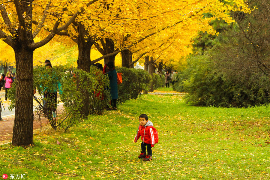 Gingko trees add color to Long March commemoration