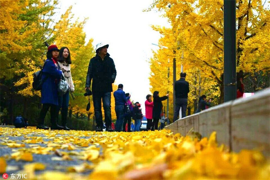 Gingko trees add color to Long March commemoration