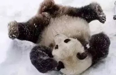 'Kung Fu panda' plays in the snow
