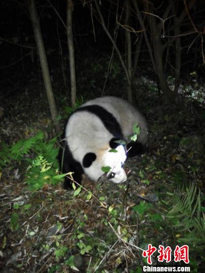 Drowning giant panda rescued in Sichuan