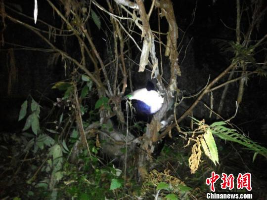 Drowning giant panda rescued in Sichuan