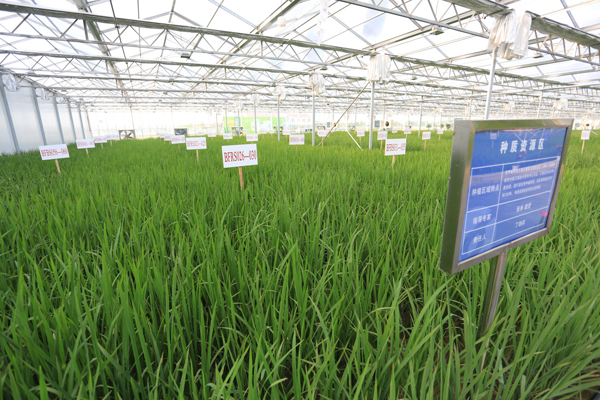 86-year-old scientist aims to revolutionize rice planting