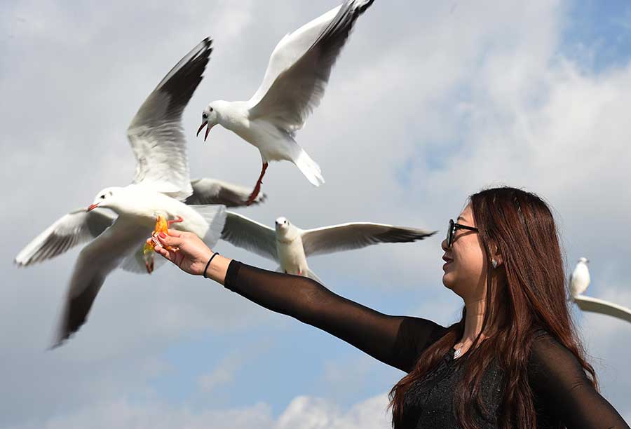 Black-headed gulls seen at Dianchi Lake in Kunming