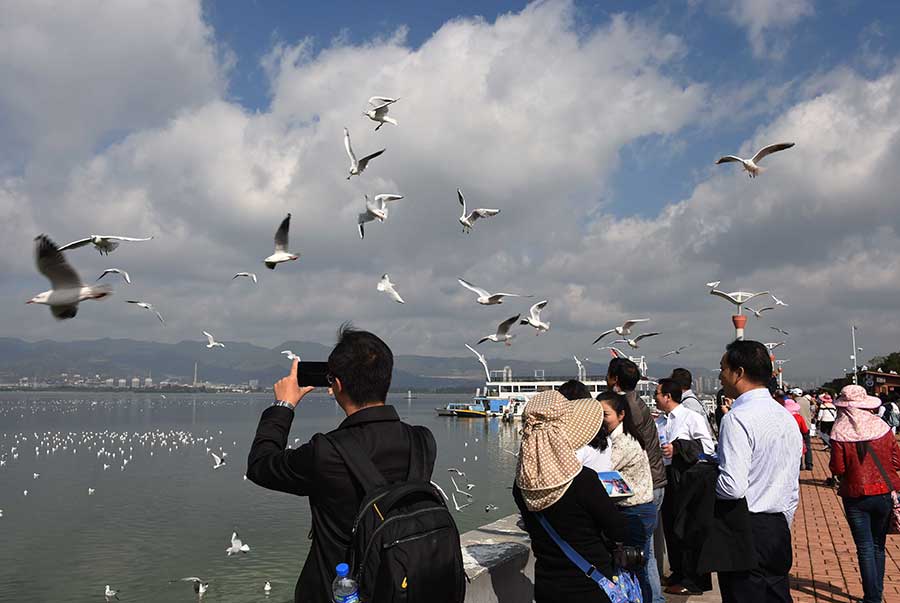 Black-headed gulls seen at Dianchi Lake in Kunming